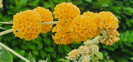 Buddleja x weyeriana Buddleja x weyeriana